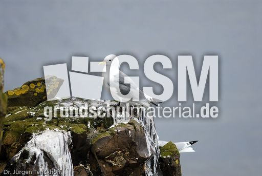 Dreizehenmöve (2 von 10).jpg